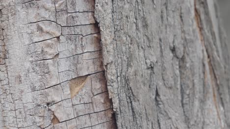 close-up of tree bark texture