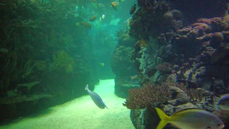 Los-Labios-Dulces-De-Bandas-Oblicuas,-El-Pez-Murciélago-Orbicular-Y-El-Pez-Unicornio-De-Espina-Azul-Nadan-Junto-A-Los-Arrecifes-De-Coral-En-El-Acuario-Del-Zoológico-Royal-Burgers-En-Holanda