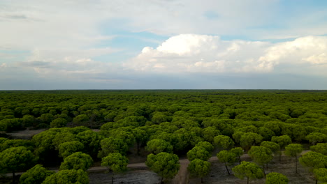 tiro aéreo ascendente que revela un interminable bosque de pinos de piedra verde en el mediterráneo