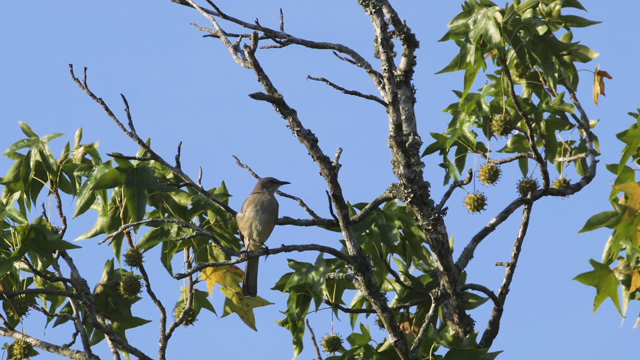 un ruiseñor posado en una pequeña rama por la mañana