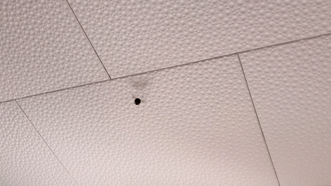 Vespa in volo all'interno lungo un soffitto piastrellato bianco.