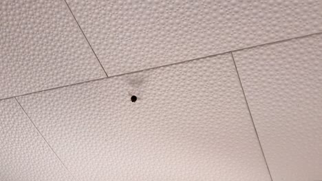 flying wasp indoors along a white tiled ceiling
