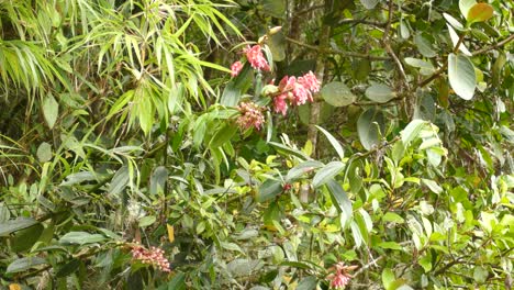 emerald green colored humming bird feeds off of red flowers in the underbrush of the rain forest