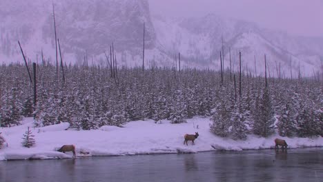 elk gather at a stream in a frozen yellowstone scene