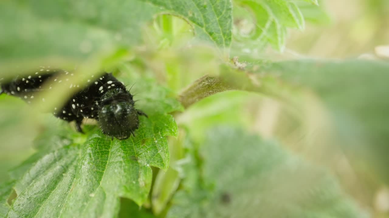 Macro close up of peacock butterfly caterpillar on foliage