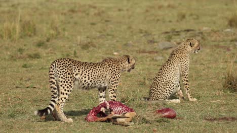 two young, wary cheetahs with a kill in the masai mara, kenya