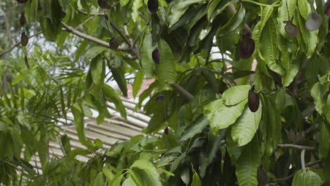 Green tropical tree with seashells hanging decoration in urban area of Vietnam