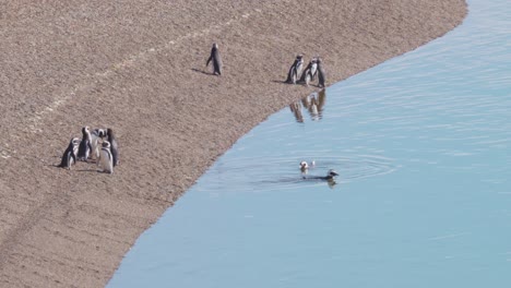 pingüinos de magallanes de pie en la costa de península valdés en patagonia, argentina