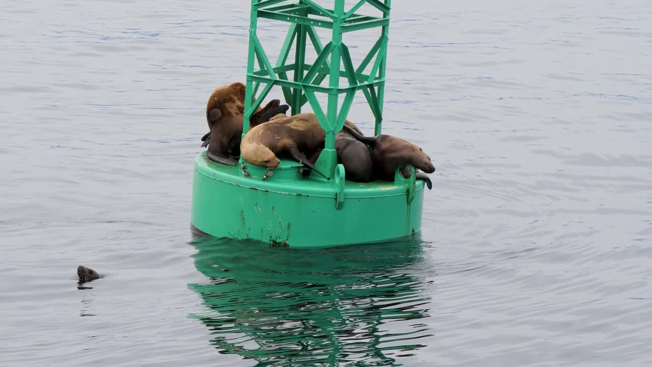 Group of Steller Sea Lions resting on a navigational buoy, Sitka, Alaska.
