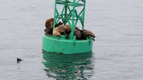 group of steller sea lions resting on a navigational buoy, sitka, alaska.