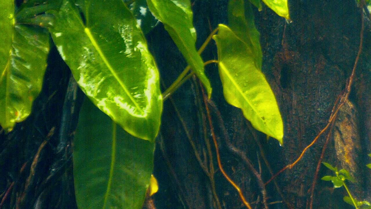 터-터를 통해, 비는 놀고, 은 포도나무와 관목은 하루종일