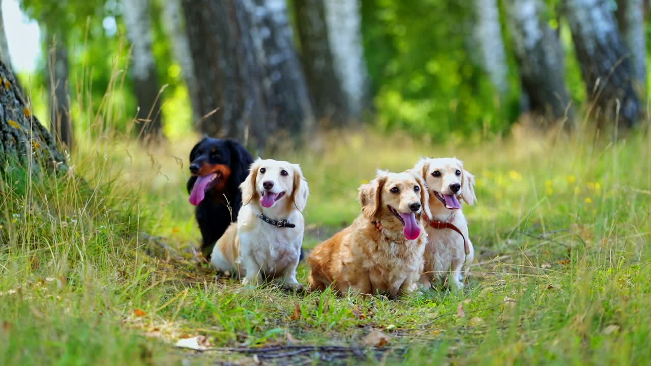 Lovely dogs on grass. Four domestic pet animals resting outdoors. Portraits of adorable dogs breath with sticking out tongues on green nature background.