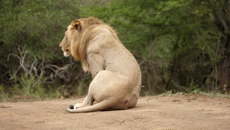 Lone-male-lion-walking-and-sitting-on-a-dirt-road,-tracking-shot