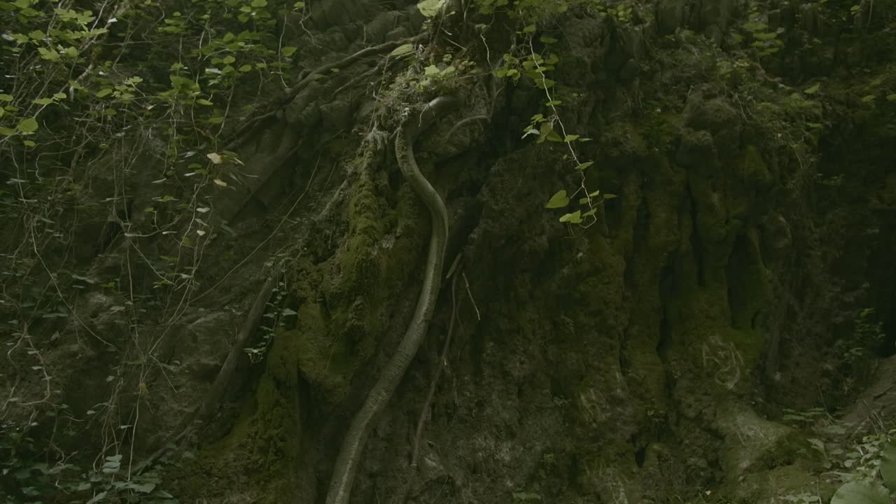 raíces y rocas forestales