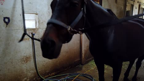 a horse receiving treatment at a ranch in canada during the summer.victoria bc.close up shot