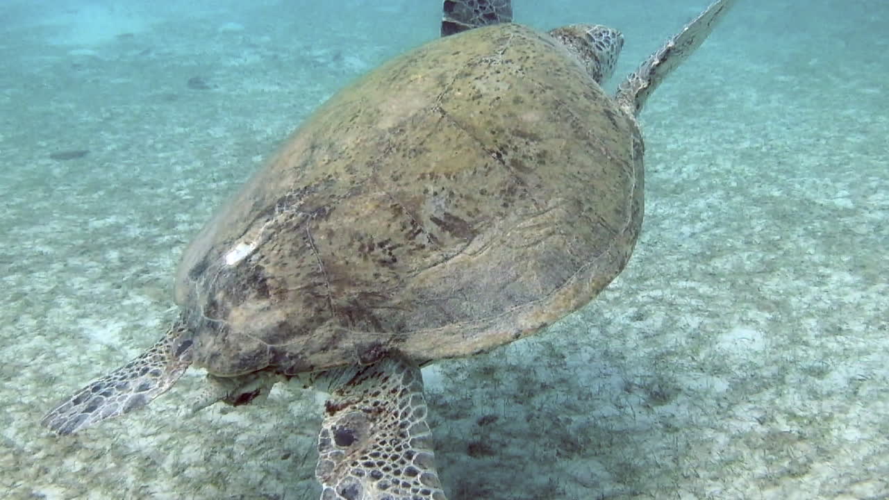 Sea turtle swims towards water surface. Perhentian Island, Malaysia