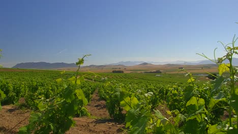 Tracking-shot-through-the-vineyard