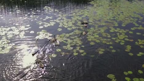 A-swan-with-cygnets-swimming-quietly-in-a-lake