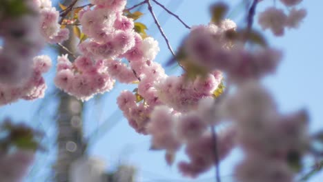 landscape view of the sakura flower park with small canal in spring full-bloom of sakura flower season in daytime, fukushima area- hanami flower viewing season-4k uhd video movie