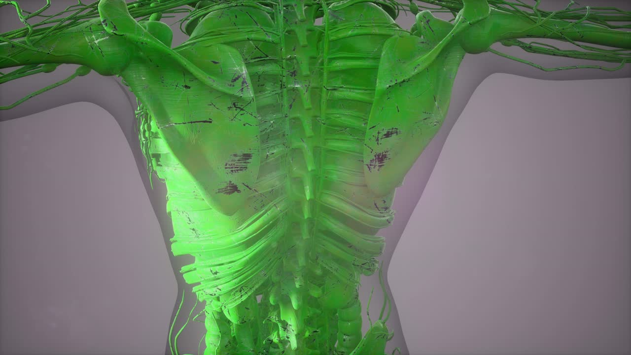 투명한 몸체와 함께 골격 시스템의 전체 클로즈업 뷰