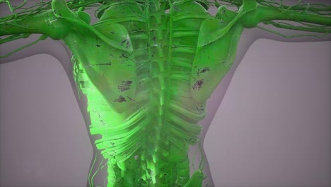 complete close-up view of the skeletal system with transparent body