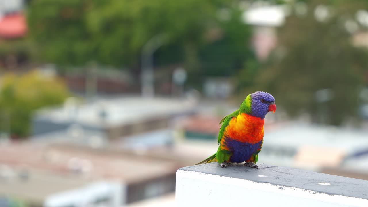 A solo Rainbow lorikeet (Trichoglossus moluccanus) perched on the edge of a concrete apartment rooftop in an urban setting, close up shot.