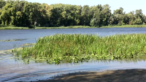 escena del río con vegetación exuberante