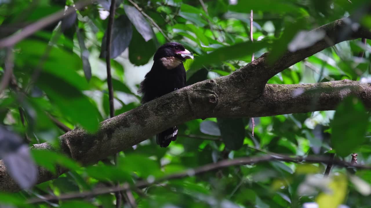 un zoom de este pájaro mientras tiene una hoja como regalo para su pareja, dusky broadbill corydon sumatranus, tailandia