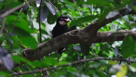 Un-Alejamiento-De-Esta-Ave-Mientras-Se-Regala-Una-Hoja-A-Su-Pareja,-El-Pico-Ancho-Oscuro-Corydon-Sumatranus,-Tailandia