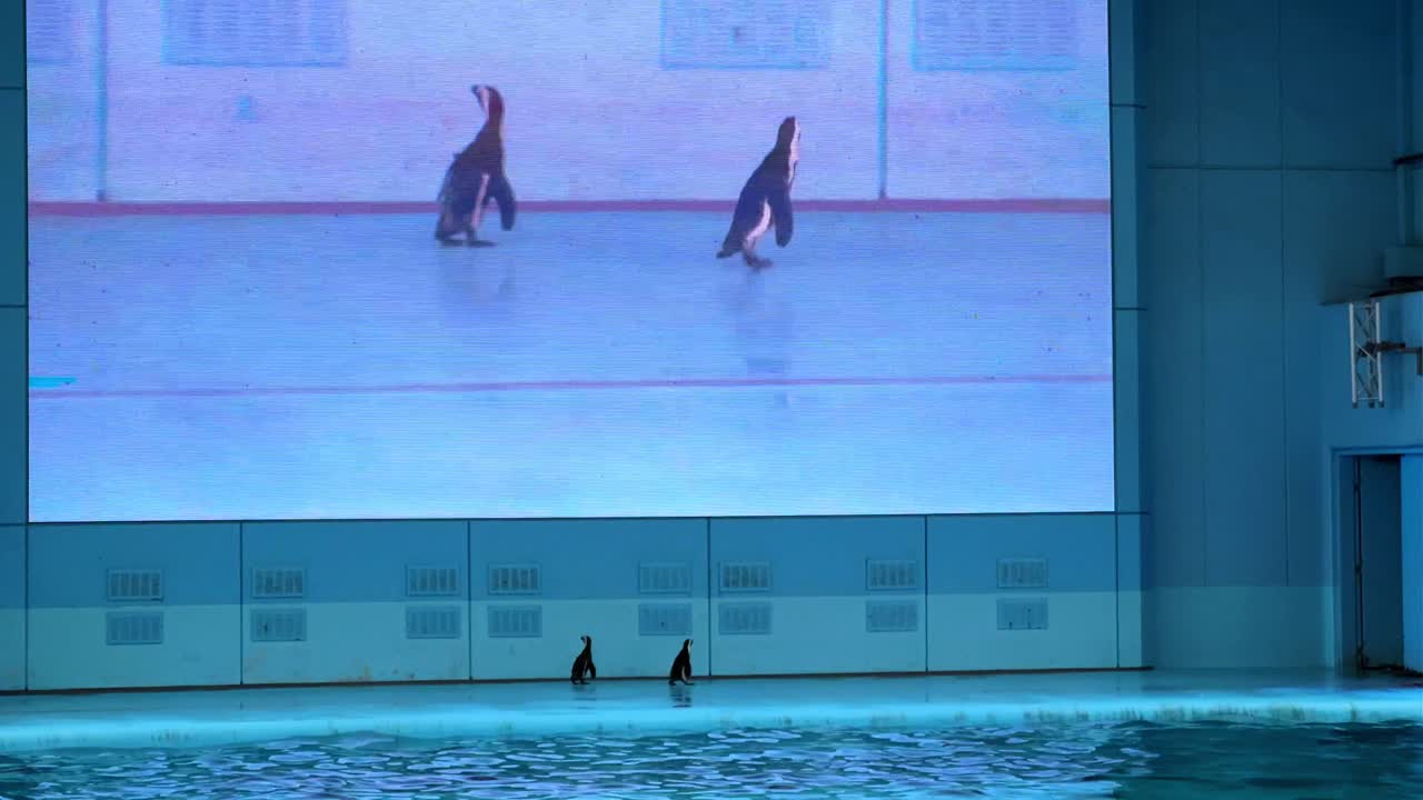 Two penguins walk by a giant screen displaying them inside a modern indoor facility in Tokyo