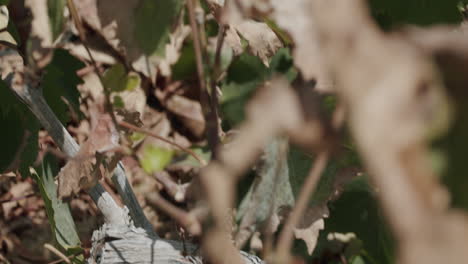 grapes grown in la geria vineyard lanzarote