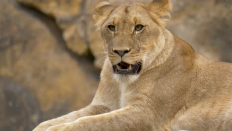 exhausted lioness breathing heavily from hunting