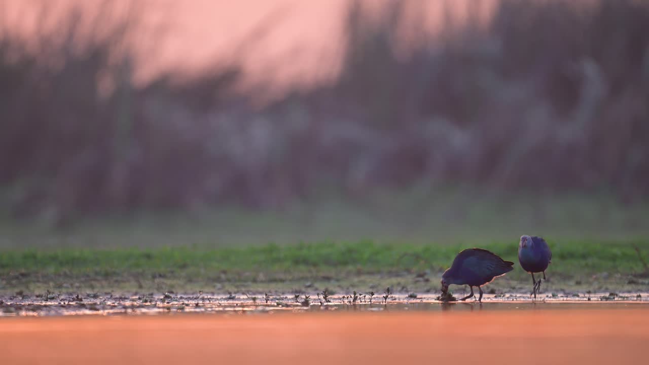 닫기, porphyrio porphyrio, 자주색 swamphen, 늪의 은행을 따라 걷는 푸른 물새