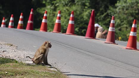 a monkey navigates through traffic cones on a road.