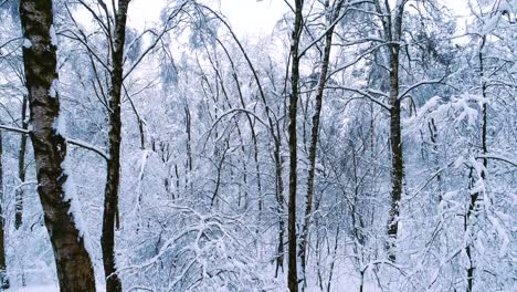 Ramas-Nevadas-En-El-Bosque.-Fondo-De-Hadas-De-Invierno