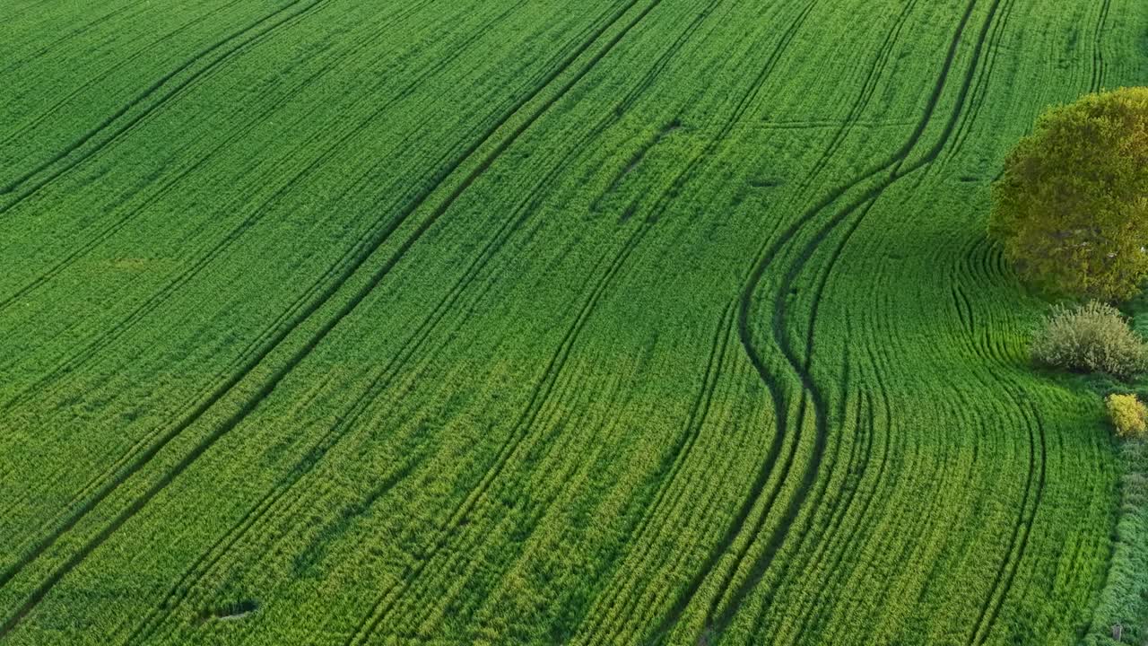 Aerial view of vibrant green farmland with crop lines and tire tracks creating texture across the cultivated field