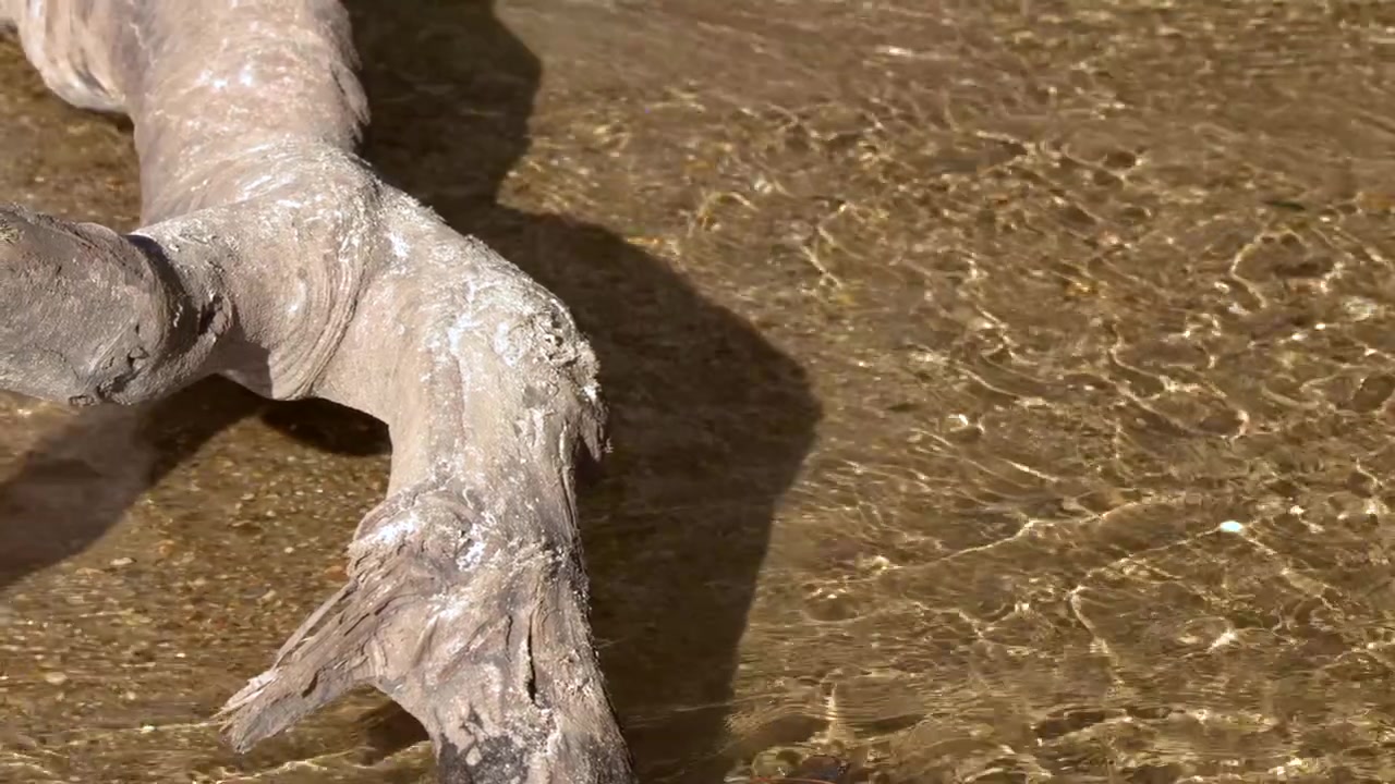 Acqua limpida scorre sulla sabbia accanto a un tronco stagionato nelle Blue Mountains, Australia