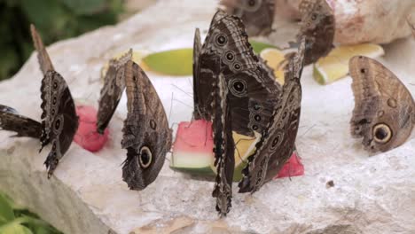 blue butterflies sitting on a piece of watermelon and opening their wings