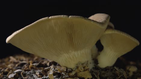 Top-down-tilt-close-up-of-edible-mushrooms-isolated-on-black-background