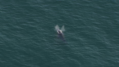 Ballena-Jorobada-Y-Ternero-Frente-A-La-Costa-De-Sydney,-Australia---Vista-Aérea-De-Drones