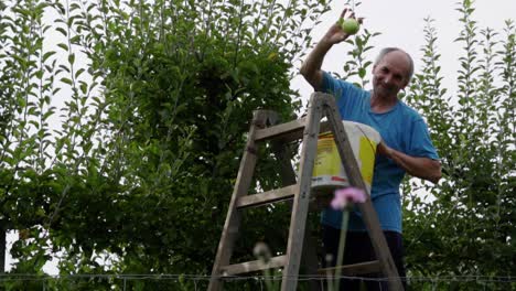 Feliz-Anciano-Caucásico-Recogiendo-Manzanas-De-Una-Escalera-De-Madera,-Cámara-Lenta