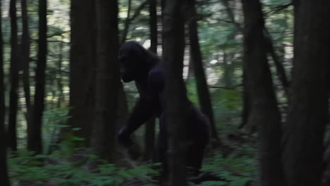 bigfoot in the woods