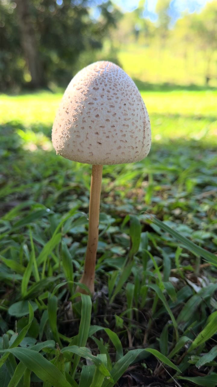 A single mushroom rises from the lush grass, illuminated by sunlight. Ideal for nature documentaries or educational content on fungi.