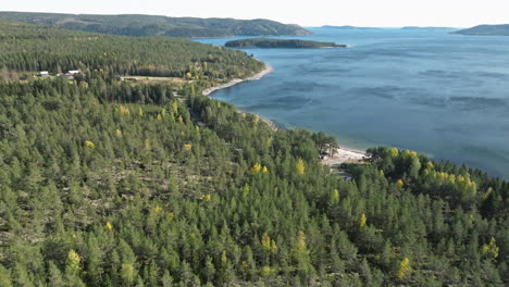 fir trees in the blue north seascape of sweden, europe