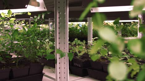 young plants growing in green house. plants growing up in farm for business