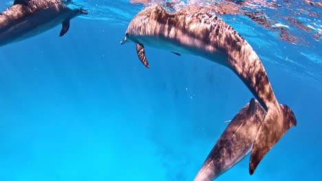 Nahaufnahme-Von-Delfinen,-Die-Nahe-An-Der-Oberfläche-Schwimmen