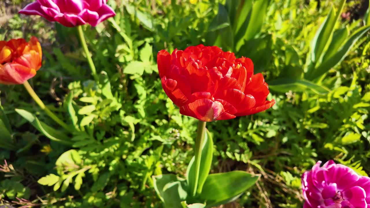 Yksityiskohtainen kuva yhdestä elinvoimaisesta punaisesta kerrotusta tulppaanista, joka kukkii puutarhassa keväällä.