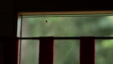 a spider on its web right outside the window