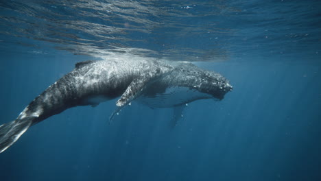 Gentle-Giants-Of-The-Sea