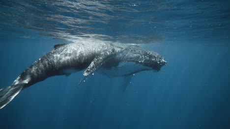 los gentiles gigantes del mar